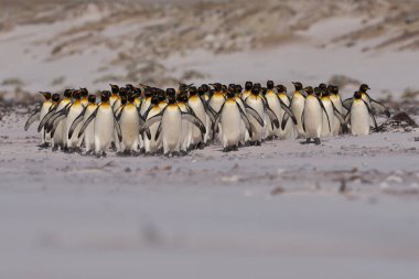 Büyük bir Kral Penguen grubu olan Aptenodytes patagonicus Falkland Adaları 'ndaki Gönüllü Noktası' nda kumlu bir sahil boyunca yürüyor..