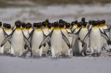 Büyük bir Kral Penguen grubu (Aptenodytes patagonicus) Falkland Adaları 'ndaki Gönüllü Noktası' nda kumlu bir plaj boyunca yürürler..