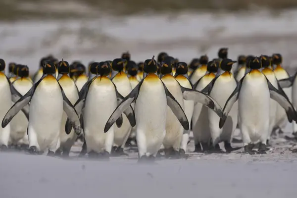 Large Group King Penguins Aptenodytes Patagonicus Walking Sandy Beach Volunteer — Stock Photo, Image
