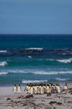 Büyük bir Kral Penguen grubu (Aptenodytes patagonicus) Falkland Adaları 'ndaki Gönüllü Noktası' nda kumlu bir plaj boyunca yürürler..