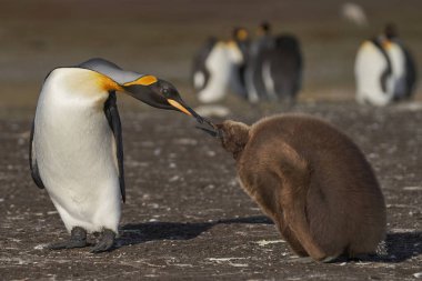 Yetişkin Kral Penguen (Aptenodytes patagonicus) Falkland Adaları Gönüllü Noktası'nda neredeyse tamamen büyümüş ve aç civciv ile etkileşim.