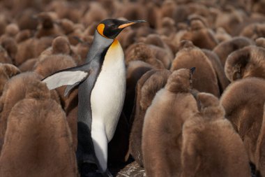 Yetişkin Kral Falkland Adaları'nda gönüllü noktada neredeyse yetişkin kız büyük bir grup arasında ayakta penguen (Aptenodytes patagonicus).