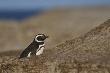 Macellan Pengueni (Spheniscus magellanicus) Falkland Adaları 'ndaki Gönüllü Noktası' ndaki yuvasının dışında dinleniyor..