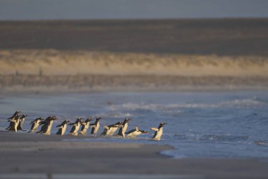Gentoo Penguen Grubu (Pygoscelis papua) Falkland Adaları 'ndaki Gönüllü Noktası' ndan denize girer..