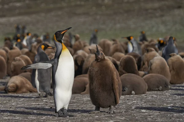 Adult King Penguin Aptenodytes Patagonicus Interacting Nearly Fully Grown Hungry — Stock Photo, Image