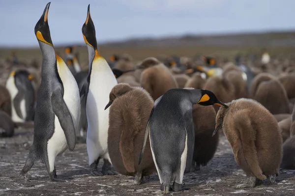 Adult King Penguins Aptenodytes Patagonicus Standing Amongst Large Group Nearly — Stock Photo, Image