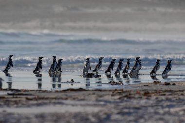 Falkland Adaları 'ndaki Gönüllü Nokta' da Macellan Penguenleri (Spheniscus magellanicus) grubu denizde yürüyor.