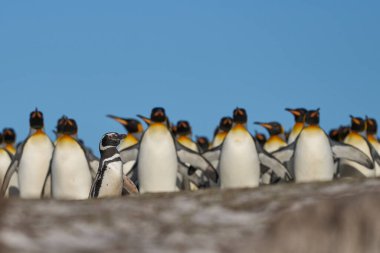 Kral Penguenler (Aptenodytes patagonicus), Falkland Adaları 'ndaki Gönüllü Noktası' nda bir Macellan Penguenleri (Spheniscus magellanicus) kolonisinden geçmektedir..