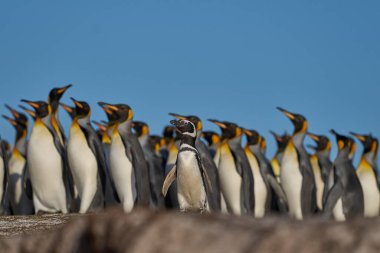 Kral Penguenler (Aptenodytes patagonicus), Falkland Adaları 'ndaki Gönüllü Noktası' nda bir Macellan Penguenleri (Spheniscus magellanicus) kolonisinden geçmektedir..