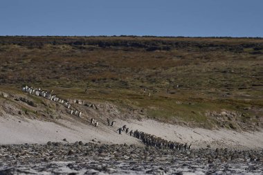 Büyük bir Kral Penguen grubu (Aptenodytes patagonicus) Falkland Adaları 'ndaki Gönüllü Noktası' ndaki kumlu bir sahile iner..