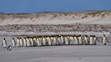 Büyük bir Kral Penguen grubu (Aptenodytes patagonicus) Falkland Adaları 'ndaki Gönüllü Noktası' nda kumlu bir plaj boyunca yürürler..