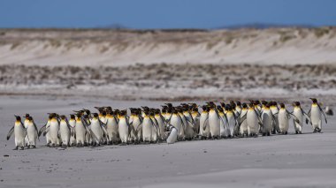 Büyük bir Kral Penguen (Aptenodytes patagonicus) ve birkaç Macellan Pengueni (Spheniscus magellanicus) grubu Falkland Adaları 'ndaki Gönüllü Noktası' nda kumlu bir sahilde bulunur..