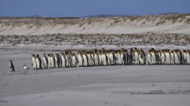 Büyük bir Kral Penguen (Aptenodytes patagonicus) ve birkaç Macellan Pengueni (Spheniscus magellanicus) grubu Falkland Adaları 'ndaki Gönüllü Noktası' nda kumlu bir sahilde bulunur..