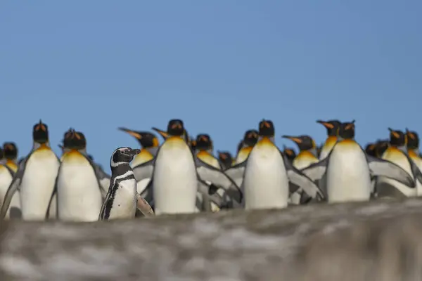 Group King Penguins Aptenodytes Patagonicus Walking Colony Magellanic Penguins Spheniscus — Stock Photo, Image