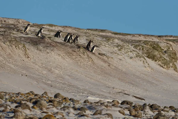 Skupina Magellanských Tučňáků Spheniscus Magellanicus Sestupující Písčitém Břehu Pláž Dobrovolnickém — Stock fotografie