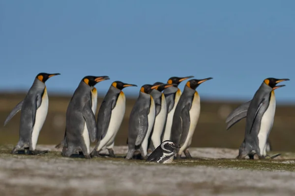 Group King Penguins Aptenodytes Patagonicus Walking Colony Magellanic Penguins Spheniscus — Stock Photo, Image