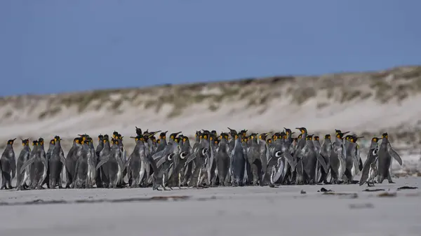 Large Group King Penguins Aptenodytes Patagonicus Few Magellanic Penguins Spheniscus — Stock Photo, Image