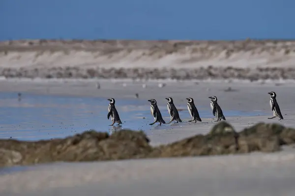 Group Magellanic Penguins Spheniscus Magellanicus Going Sea Volunteer Point Falkland — Stock Photo, Image