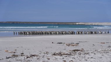 Büyük bir Kral Penguen grubu (Aptenodytes patagonicus) Falkland Adaları 'ndaki Gönüllü Noktası' nda kumlu bir plaj boyunca yürürler..
