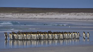 Büyük bir Kral Penguen grubu (Aptenodytes patagonicus) Falkland Adaları 'ndaki Gönüllü Noktası' nda kumlu bir plaj boyunca yürürler..