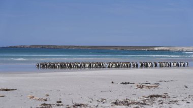 Büyük bir Kral Penguen grubu (Aptenodytes patagonicus) Falkland Adaları 'ndaki Gönüllü Noktası' nda kumlu bir plaj boyunca yürürler..