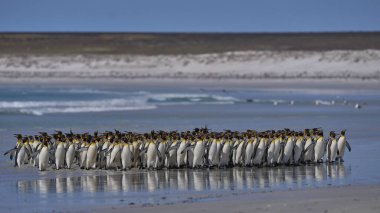 Büyük bir Kral Penguen grubu (Aptenodytes patagonicus) Falkland Adaları 'ndaki Gönüllü Noktası' nda kumlu bir plaj boyunca yürürler..