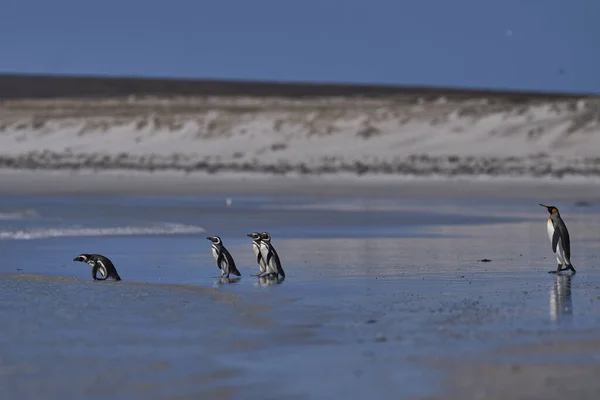 Mixed Group King Penguins Aptenodytes Patagonicus Magellanic Penguins Spheniscus Magellanicus — Stock Photo, Image