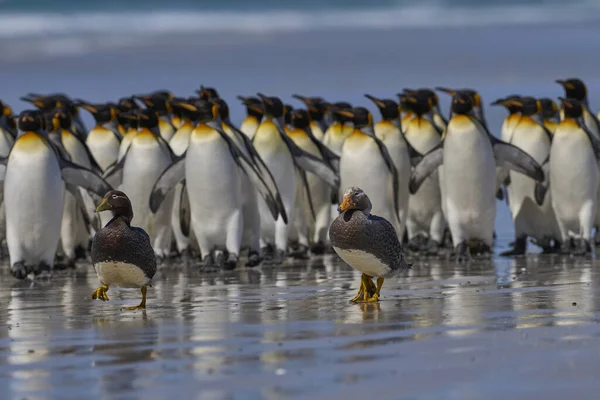 Falkland Steamer Ducks Tachyeres Brachypterus Get Moved Large Group King — Stock Photo, Image