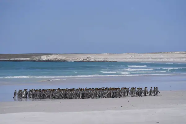 Large Group King Penguins Aptenodytes Patagonicus Walking Sandy Beach Volunteer — Stock Photo, Image
