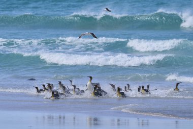 Kral Penguen Grubu (Aptenodytes patagonicus) Falkland Adaları 'ndaki Gönüllü Noktası' nda karaya çıkıyor..