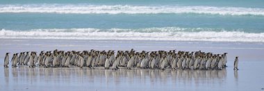 Bir grup Kral Penguen (Aptenodytes patagonicus) Falkland Adaları 'ndaki Gönüllü Noktası' nda kumlu bir plaj boyunca yürürler..