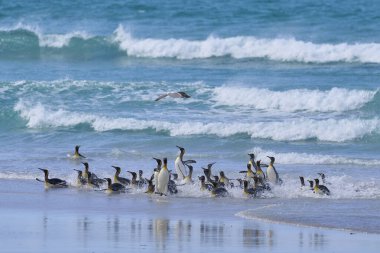 Kral Penguen Grubu (Aptenodytes patagonicus) Falkland Adaları 'ndaki Gönüllü Noktası' nda karaya çıkıyor..