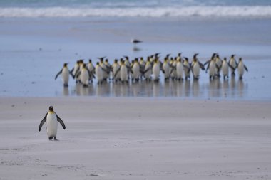 Bir grup Kral Penguen (Aptenodytes patagonicus) Falkland Adaları 'ndaki Gönüllü Noktası' nda kumlu bir plaj boyunca yürürler..