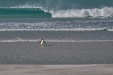 Kral Penguen (Aptenodytes patagonicus) Falkland Adaları 'ndaki Gönüllü Noktası' nda karaya çıkıyor..