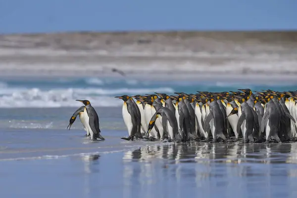 Grupo Pingüinos Rey Aptenodytes Patagonicus Caminando Largo Una Playa Arena —  Fotos de Stock