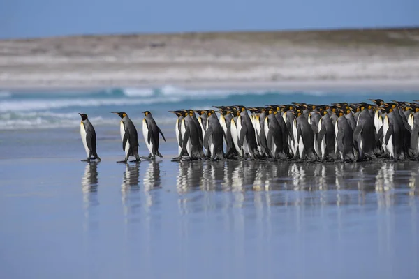 Group King Penguins Aptenodytes Patagonicus Walking Sandy Beach Volunteer Point — Stock Photo, Image