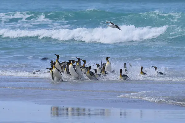 Group King Penguins Aptenodytes Patagonicus Coming Ashore Volunteer Point Falkland — Stock Photo, Image