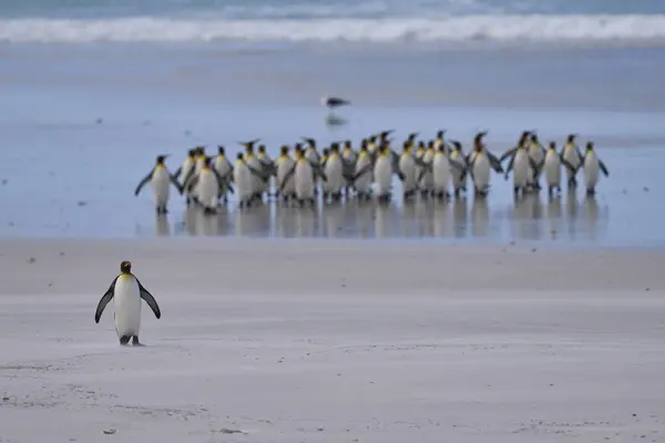 Group King Penguins Aptenodytes Patagonicus Walking Sandy Beach Volunteer Point — Stock Photo, Image