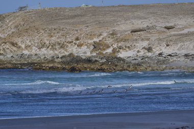 Gentoo Penguen (Pygoscelis papua), Falkland Adaları 'ndaki Gönüllü Noktası' ndaki kumlu büyük bir plaja doğru yola çıkar..