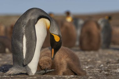 Yetişkin Kral Penguen (Aptenodytes patagonicus), Falkland Adaları 'ndaki Gönüllü Nokta' da neredeyse yetişkin ve aç yavrusunu besliyor..