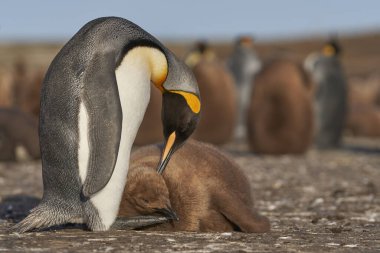 Yetişkin Kral Penguen (Aptenodytes patagonicus), Falkland Adaları 'ndaki Gönüllü Nokta' da neredeyse yetişkin ve aç yavrusunu besliyor..