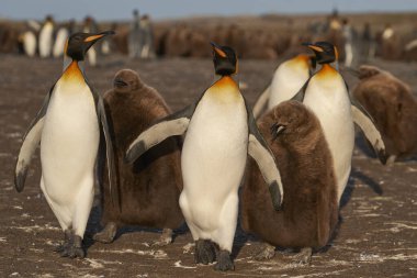 Yetişkin Kral Penguen (Aptenodytes patagonicus) Falkland Adaları Gönüllü Noktası'nda neredeyse tamamen büyümüş ve aç civciv ile etkileşim.