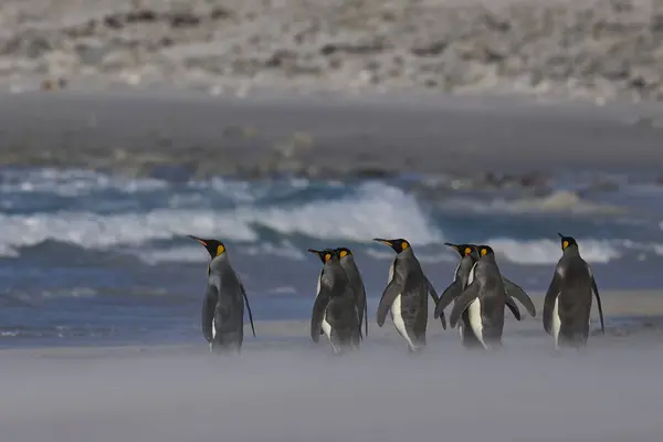 Grupo Pingüinos Rey Aptenodytes Patagonicus Caminando Largo Una Playa Arena — Foto de Stock