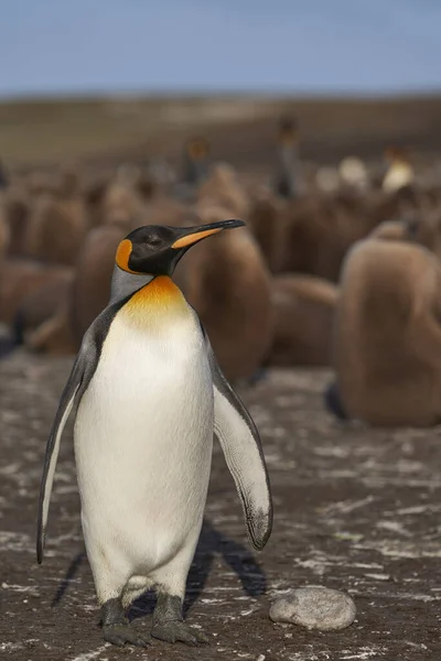 アダルト キング ペンギン コウテイ ペンギン属 Patagonicus フォークランド諸島でボランティアの時点でほぼ完全に成長した雛の大規模なグループの間で立っています — ストック写真