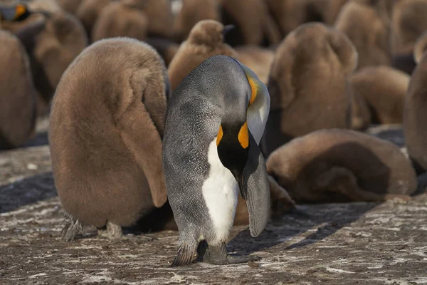 Adult King Penguin Aptenodytes Patagonicus Standing Amongst Large Group Nearly — Stock Photo, Image