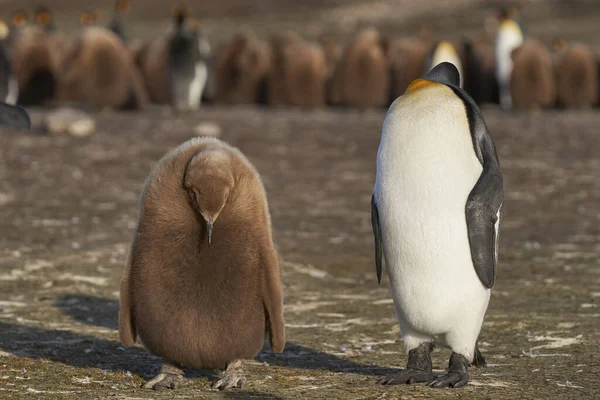 站在一大群几乎完全长成小鸡在福克兰群岛志愿者点的成年帝企鹅 Aptenodytes Patagonicus — 图库照片