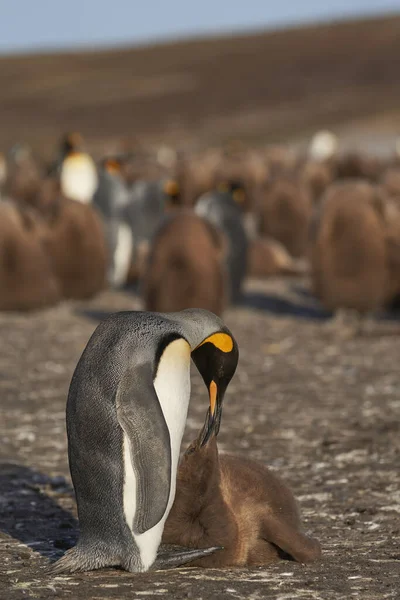 Adult King Penguin Aptenodytes Patagonicus Interacting Its Nearly Fully Grown — Stock Photo, Image
