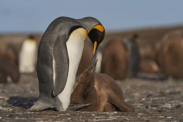 Dospělý Tučňák Královský Aptenodytes Patagonicus Interaguje Svým Téměř Plně Dospělým — Stock fotografie