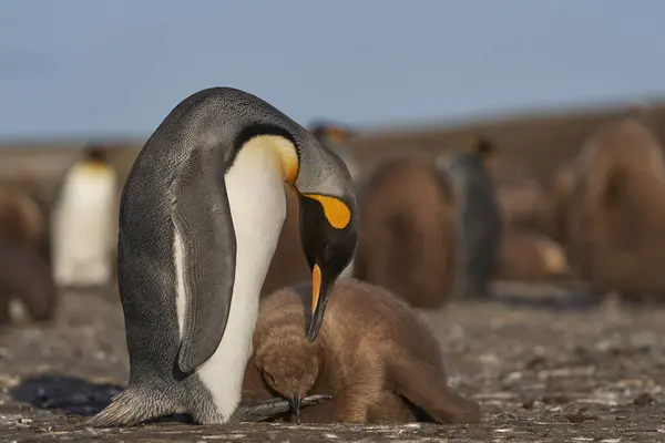 Pingouin Royal Adulte Aptenodytes Patagonicus Poussin Presque Adulte Affamé Volunteer — Photo