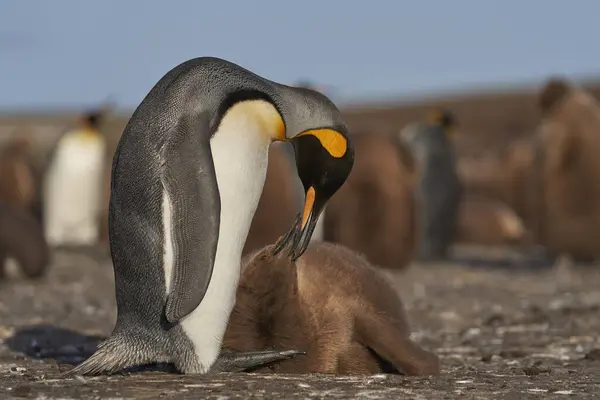 Adult King Penguin Aptenodytes Patagonicus Interacting Its Nearly Fully Grown — Stock Photo, Image
